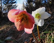 57 Helleborus niger (Ellebori) verso la fruttescenza